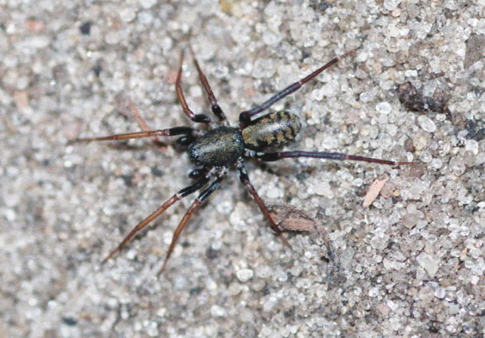 Dippenaar's Cambalida Dark Sac Spider (Spiders and Scorpions of ...