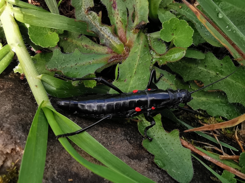 Monticomorpha unicolor