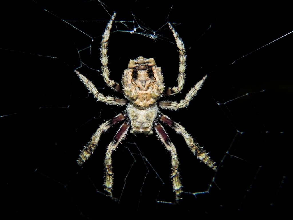 Parawixia tredecimnotata