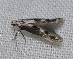 Blastodacna hellerella