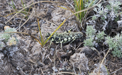 Angaracris barabensis