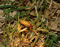 Photinus signaticollis