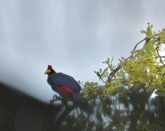 Musophaga rossae