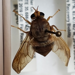 Goniops chrysocoma