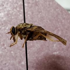 Goniops chrysocoma