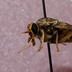 Goniops chrysocoma
