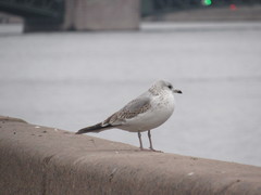 Larus canus