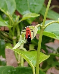 Oncopeltus nigriceps