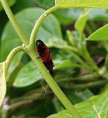 Oncopeltus nigriceps