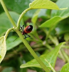 Oncopeltus nigriceps
