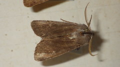 Aporophyla