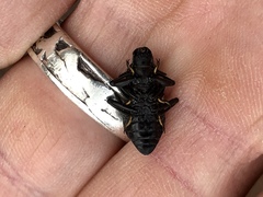 Polypleurus perforatus