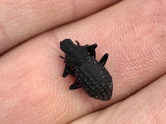 Polypleurus perforatus