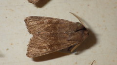 Aporophyla