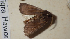 Aporophyla