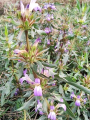Hygrophila