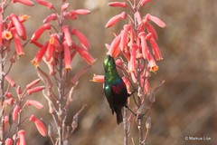 Cinnyris mariquensis