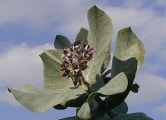 Calotropis procera