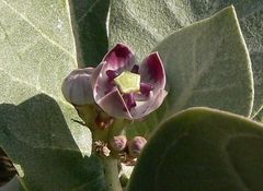 Calotropis procera