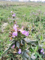 Hygrophila