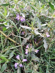 Hygrophila