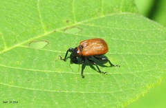 Apoderus jekelii