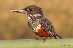 Megaceryle maxima maxima