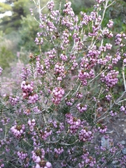 Erica manipuliflora