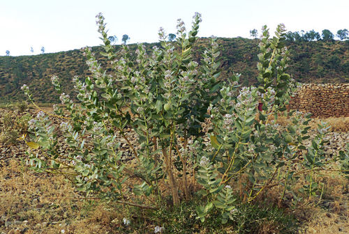 giant milkweed
