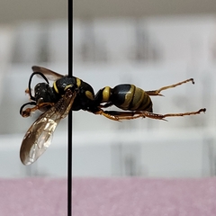Psammaletes mexicanus