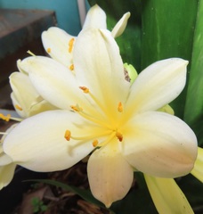 Clivia miniata citrina