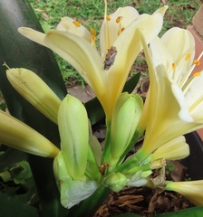 Clivia miniata citrina