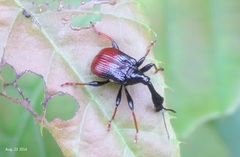 Paracycnotrachelus chinensis