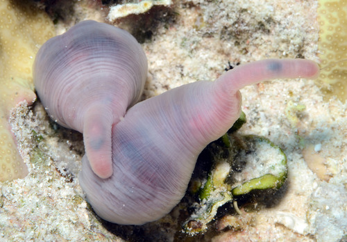 Hirudinella ventricosa observed 2014-03-10