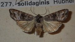 Xylena solidaginis