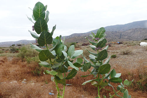 giant milkweed