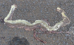 Psammophis mossambicus