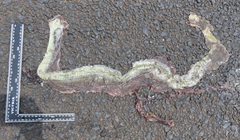 Psammophis mossambicus