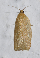 Clepsis siciliana