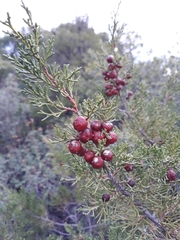 Juniperus turbinata
