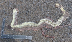 Psammophis mossambicus