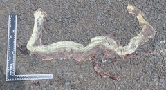 Psammophis mossambicus