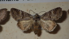 Brachylomia viminalis