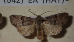 Brachylomia viminalis