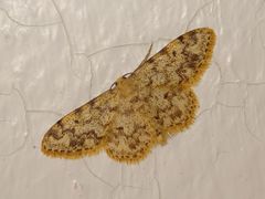 Idaea contiguaria