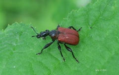 Apoderus jekelii