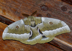 Gonimbrasia zambesina