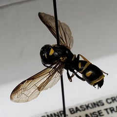 Parancistrocerus pedestris