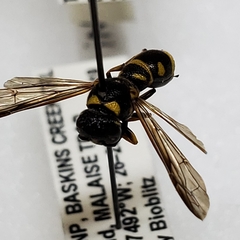 Parancistrocerus pedestris