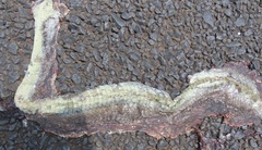 Psammophis mossambicus